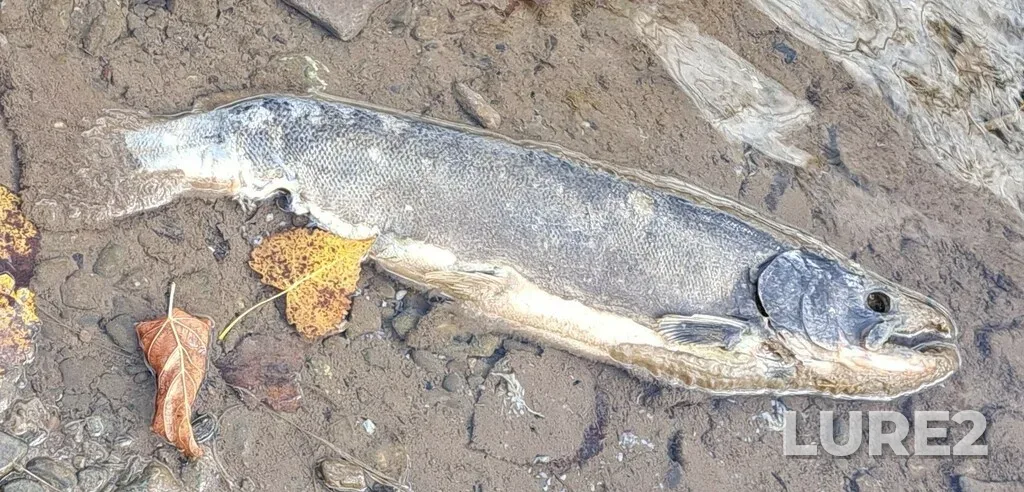 Chinook salmon — Credit River, Nov 01, 2023, 11:59 AM