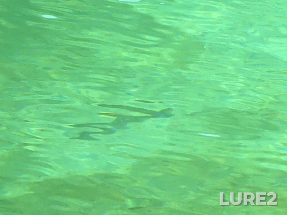 Rainbow trout — Pavilion Lake, Jun 26, 2023, 1:52 PM