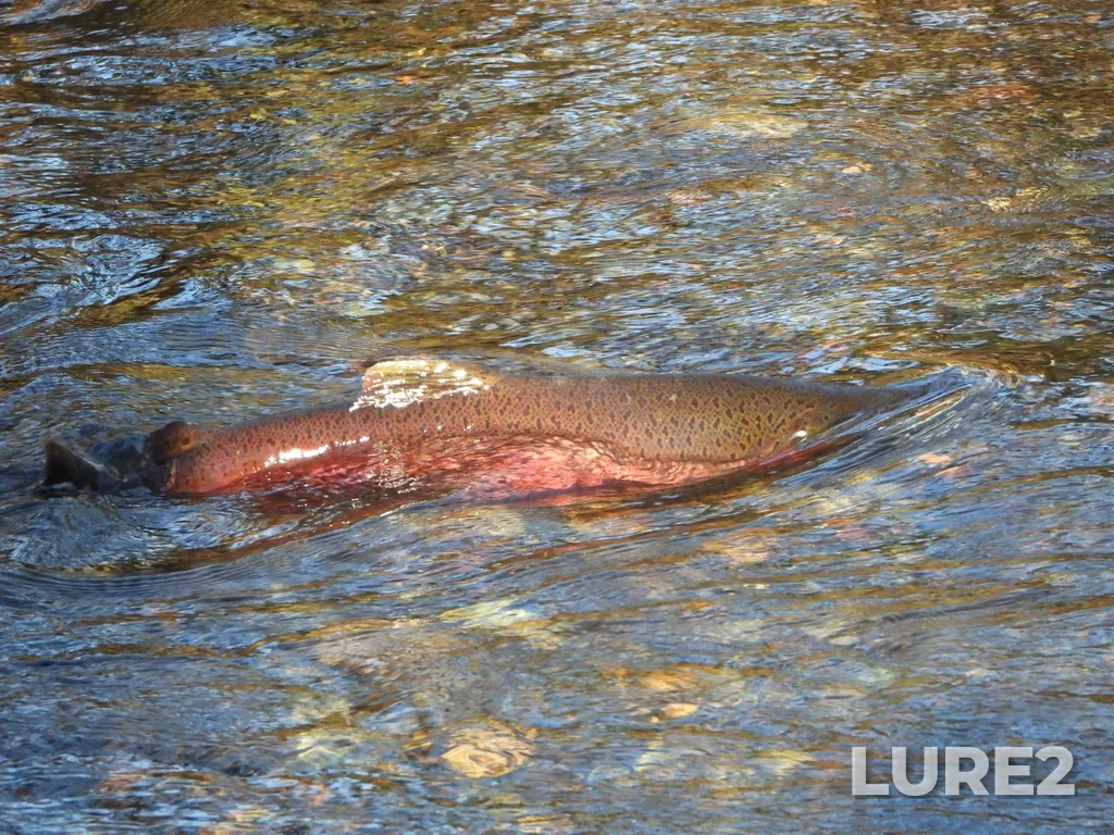 Chinook salmon — Vedder River, Nov 25, 2023, 10:33 AM