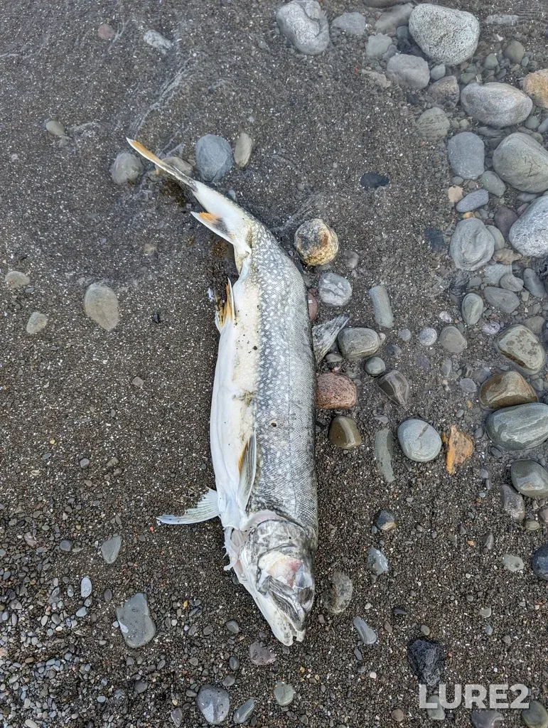 Lake trout — Redhill Creek, Dec 04, 2023, 12:03 PM