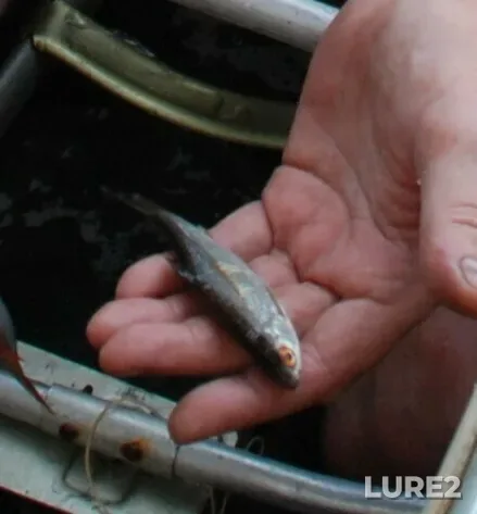 Roach — Khilovo, Aug 05, 2010, 8:05 PM