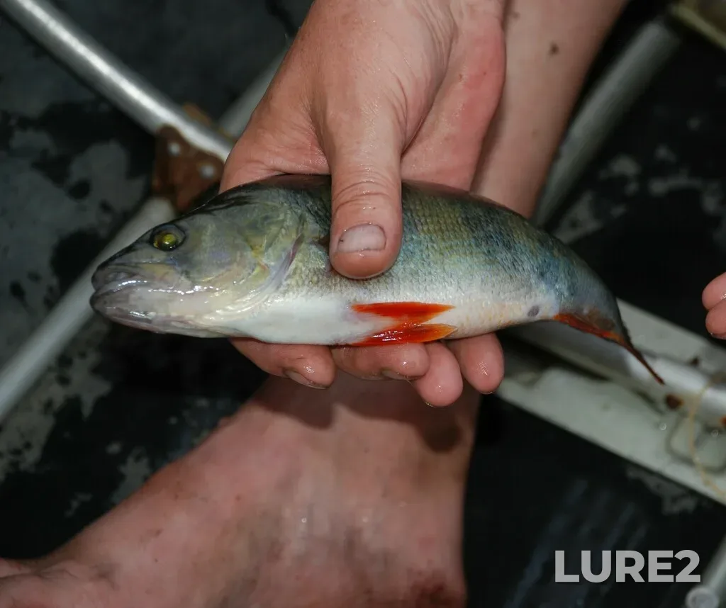 Perch — Khilovo, Aug 05, 2010, 8:05 PM