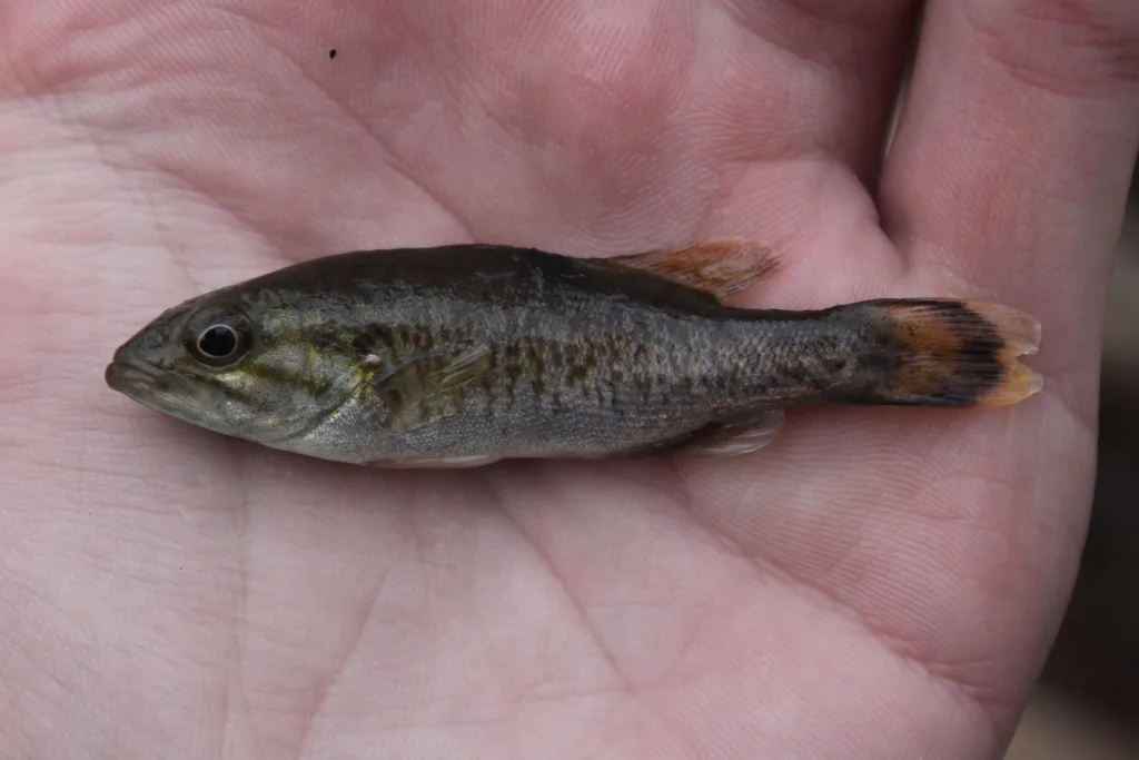 Smallmouth bass — Medway Creek, Jan 1, 2019