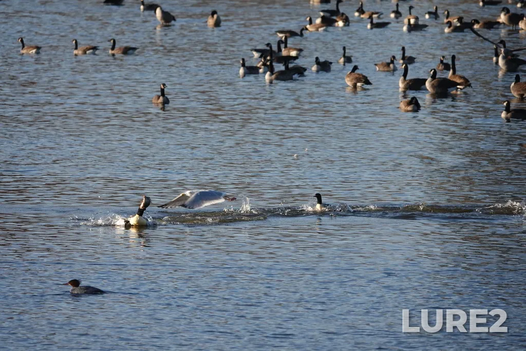 Carp — Dow's Lake, Nov 18, 2023, 4:05 PM