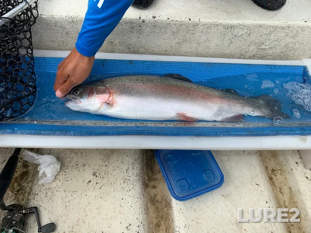 Rainbow trout — Lac Mills, Aug 25, 2020, 1:50 PM