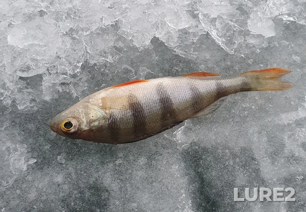 Perch — Shungut, Dec 16, 2023, 9:41 AM