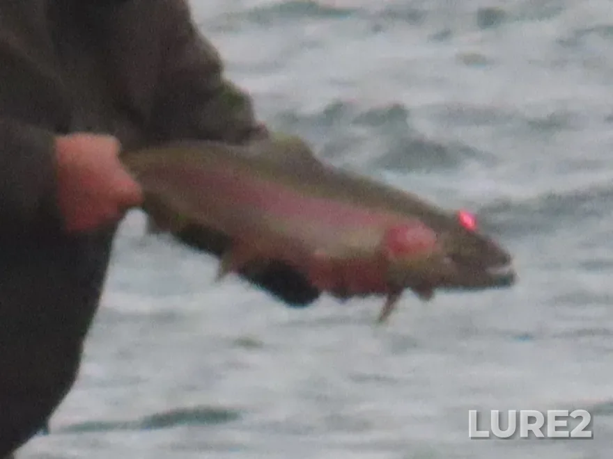 Rainbow trout — Saint Mary's Falls, Dec 16, 2023