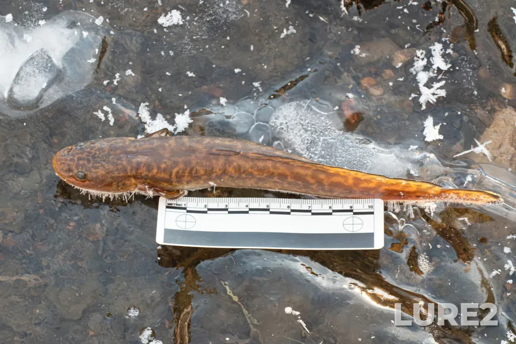 Burbot — Whitemud Creek, Dec 10, 2023, 12:47 PM