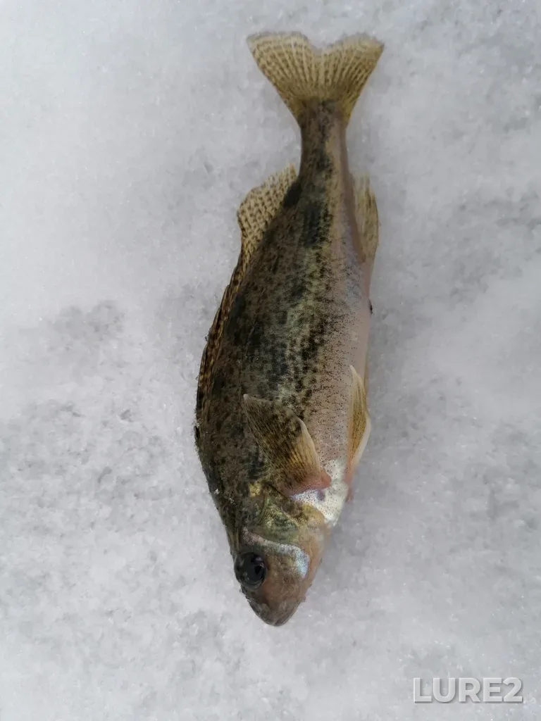 Ruffe — Argazinskoye, Dec 23, 2023, 11:08 AM
