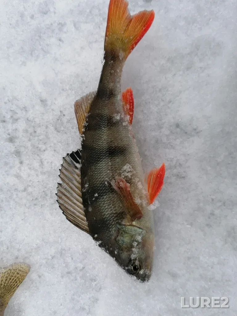 Perch — Argazinskoye, Dec 23, 2023, 11:08 AM