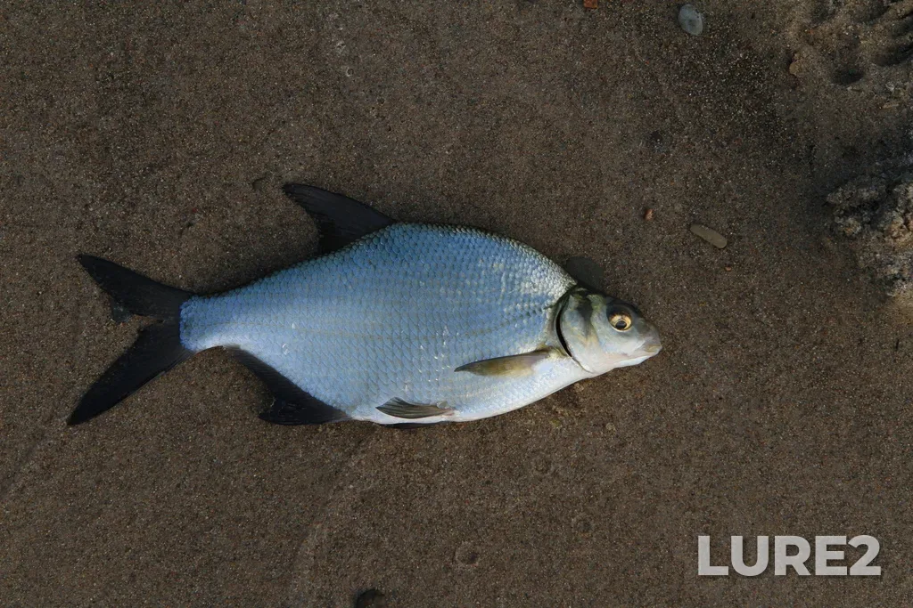 Bream — Russia, Novosibirsk Province and District, between Academy Town and Berdsk, E bank of the Obskoe Water Reserve next to Beregovaya Station , Aug 24, 2023, 6:40 PM