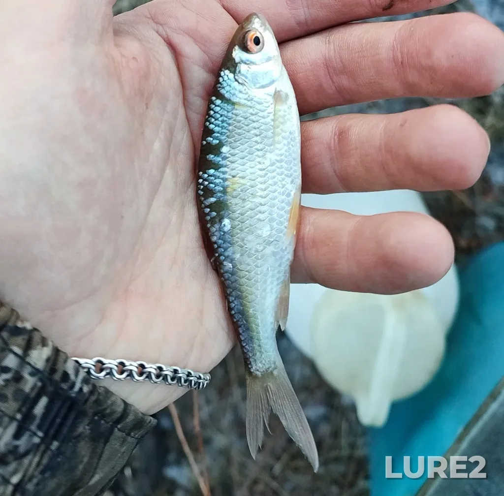 Roach — Kantemirovskiy rayon, RU-VR, RU, Jan 03, 2024, 4:07 PM