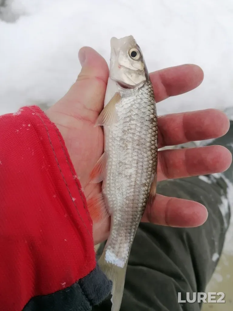 Chub — Kusinskiy, Jan 05, 2024, 12:01 PM