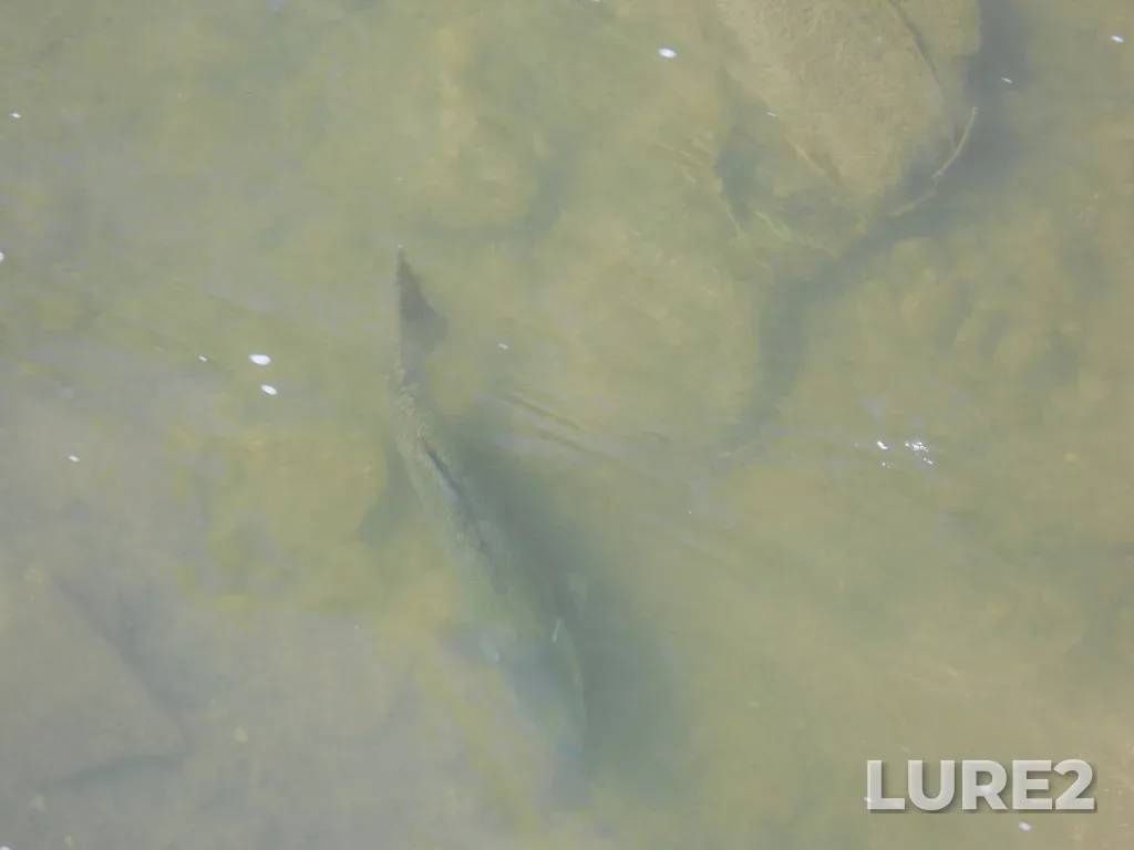 Chinook salmon — Credit River, Sep 10, 2012, 3:10 PM