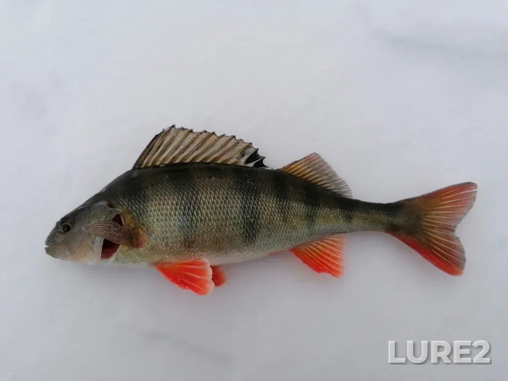 Perch — Serebry, Jan 21, 2024, 10:20 AM