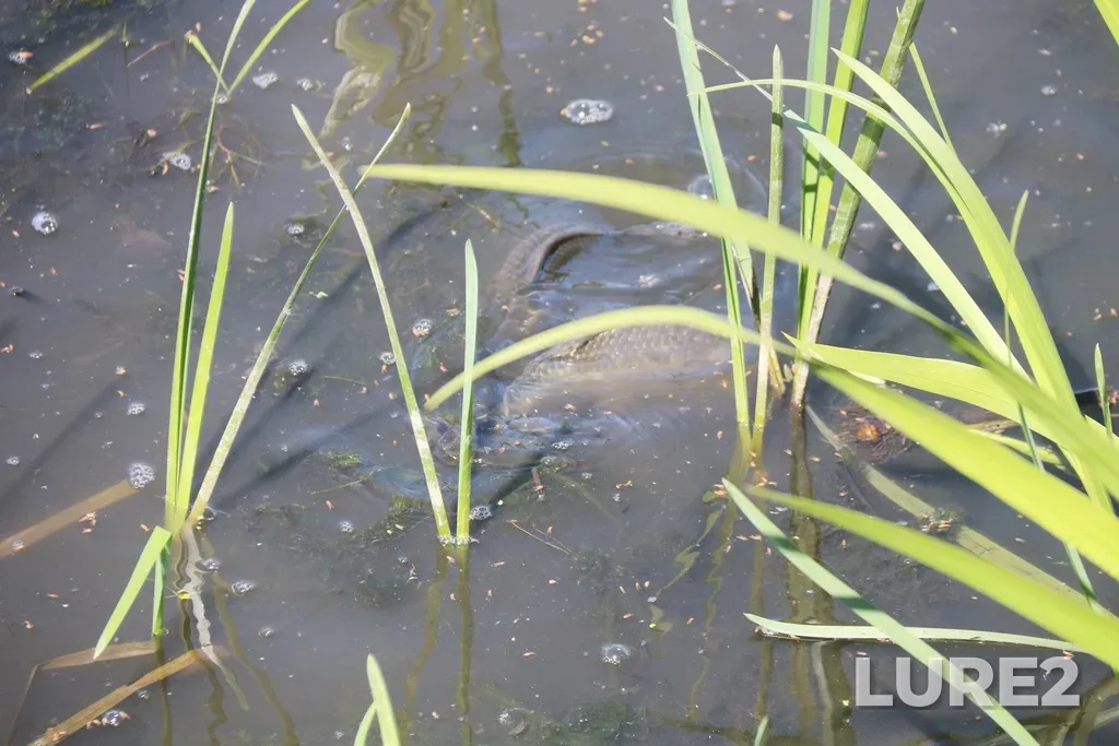 Crucian carp — Nizhniy Tsaritsynskiy, May 26, 2018, 10:44 AM