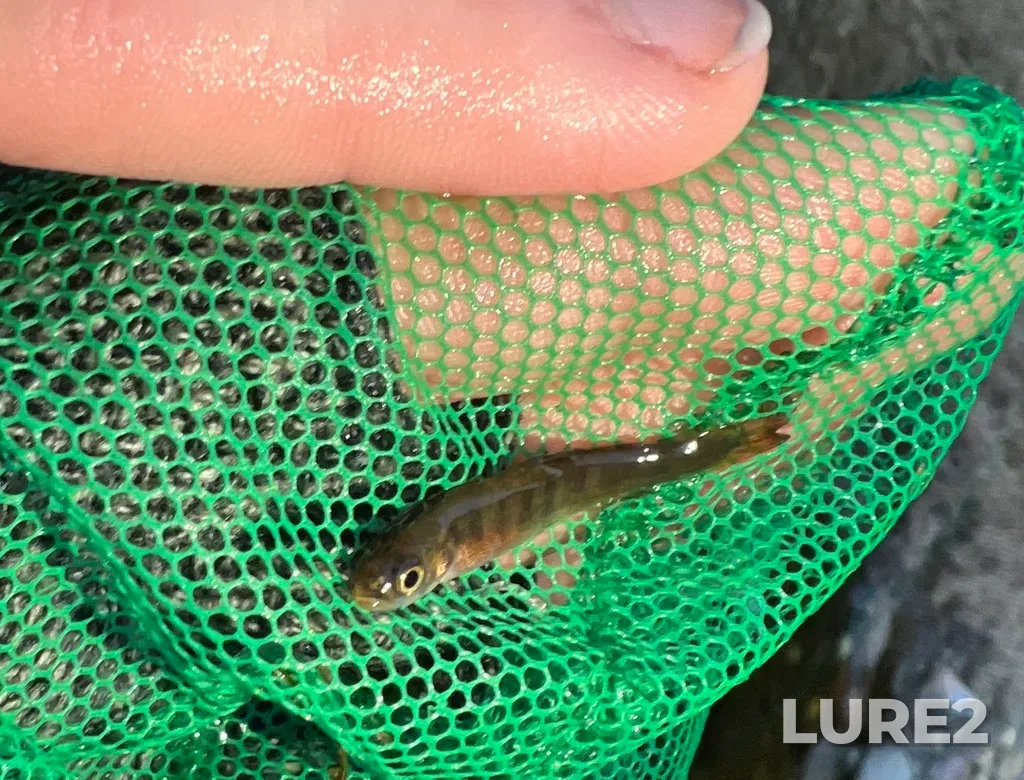 Coho salmon — Village Lake, Mar 12, 2023, 7:14 PM