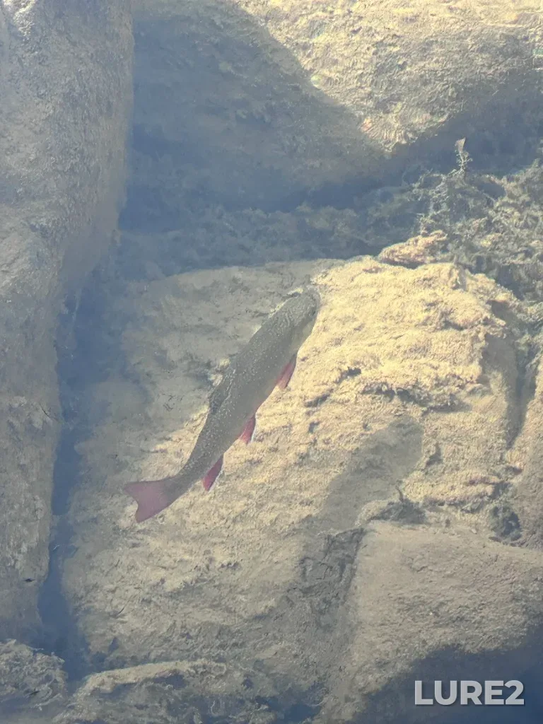 Brook trout — Astoria River, Jul 23, 2023, 11:22 AM