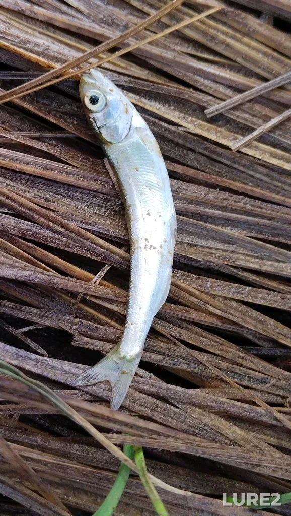 Pink salmon — Nadezhdinskiy rayon, RU-PR, RU, May 24, 2023, 9:21 AM