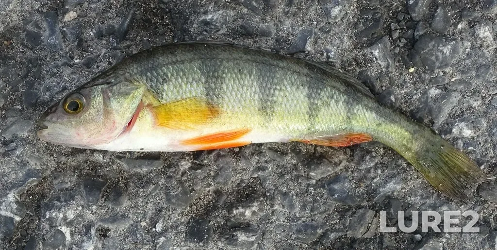 Yellow perch — Saint Lawrence River, Feb 03, 2024, 10:16 AM