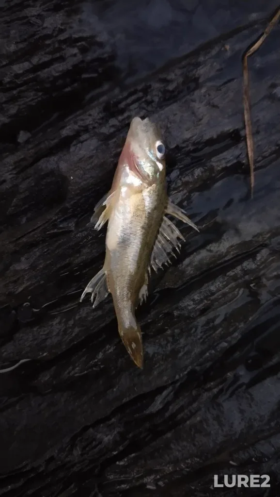 Ruffe — Tom, Aug 04, 2023, 9:37 PM