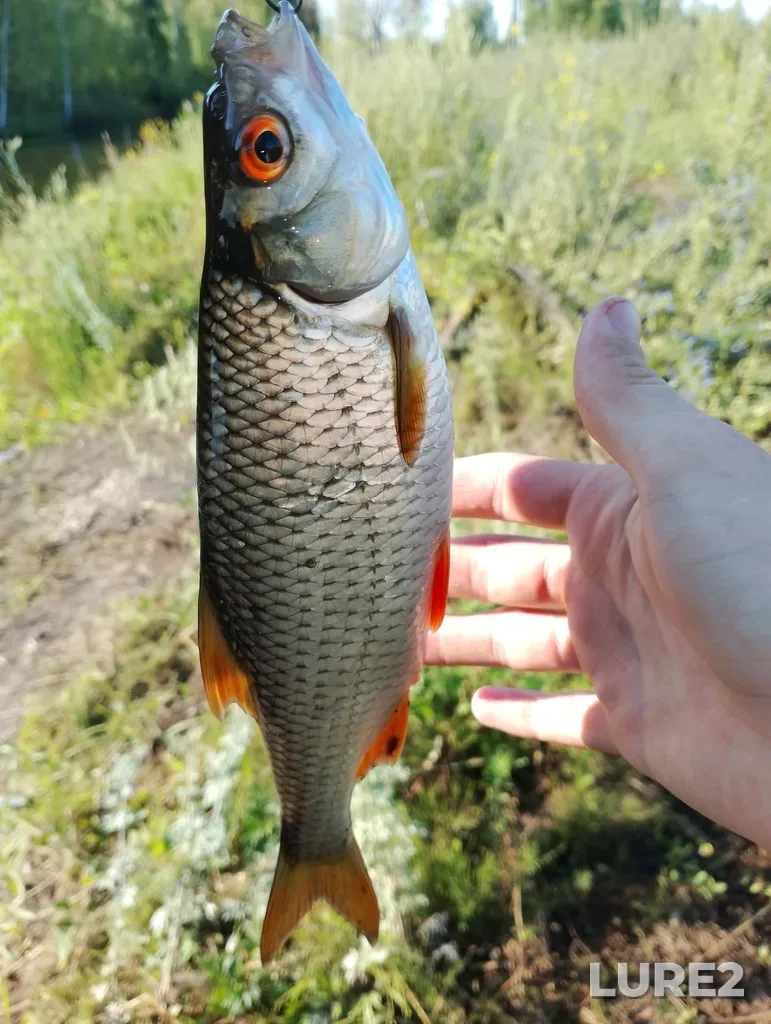 Roach — Tulskaya obl., Rossiya, 301722, Jul 22, 2023, 7:34 AM