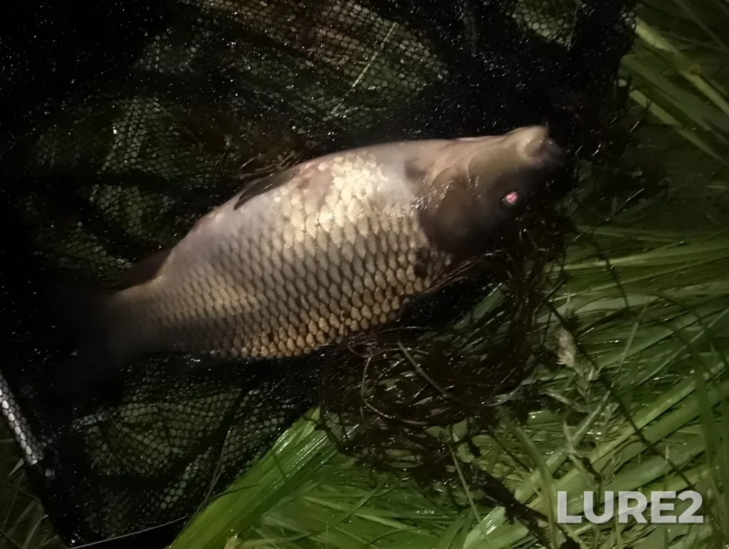 Carp — Tulskaya obl., Rossiya, 301722, Jul 06, 2023, 11:26 PM