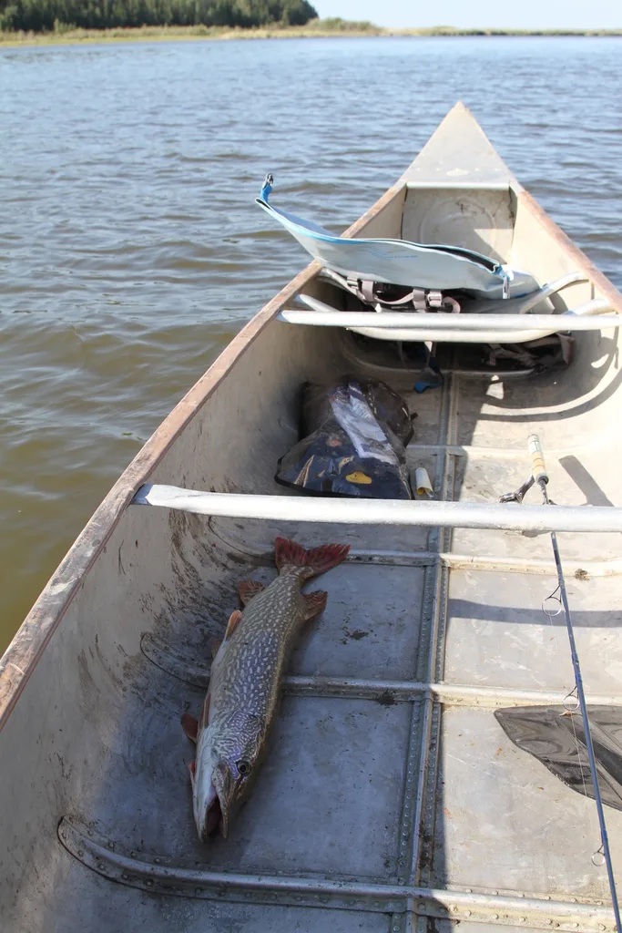 Pike — Lake Athabasca, Aug 9, 2015