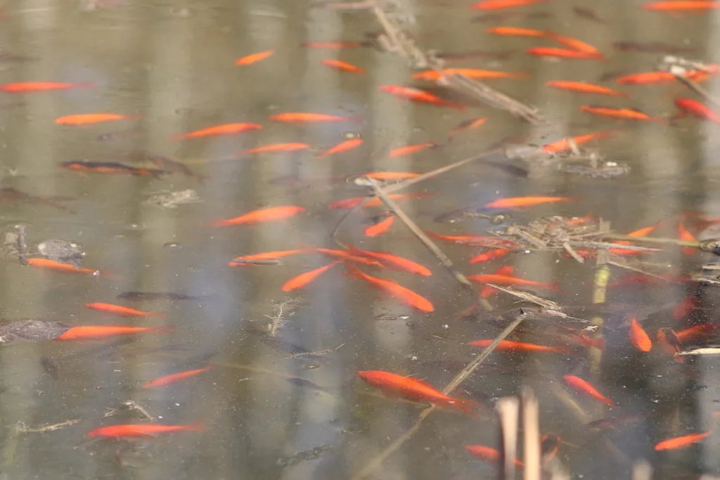 Crucian carp — Swan Lake, Apr 14, 2023