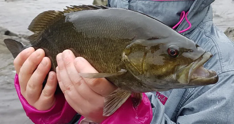 Smallmouth bass — Rivière Chaudière, Jun 2, 2019