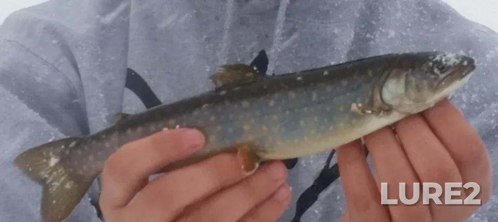 Brook trout — Twin Lakes, Mar 29, 2015