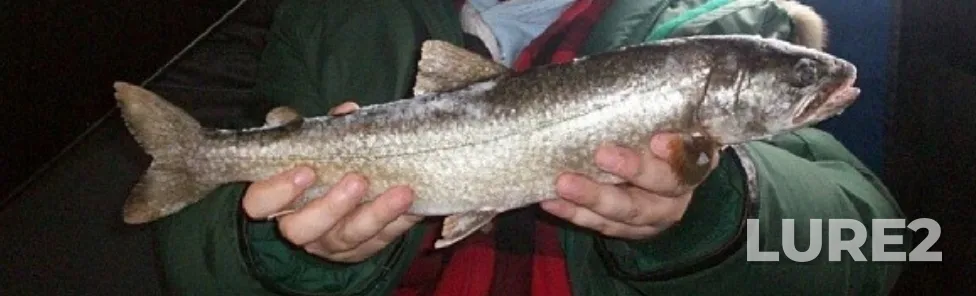 Lake trout — Lonely Lake, Jan 04, 2014