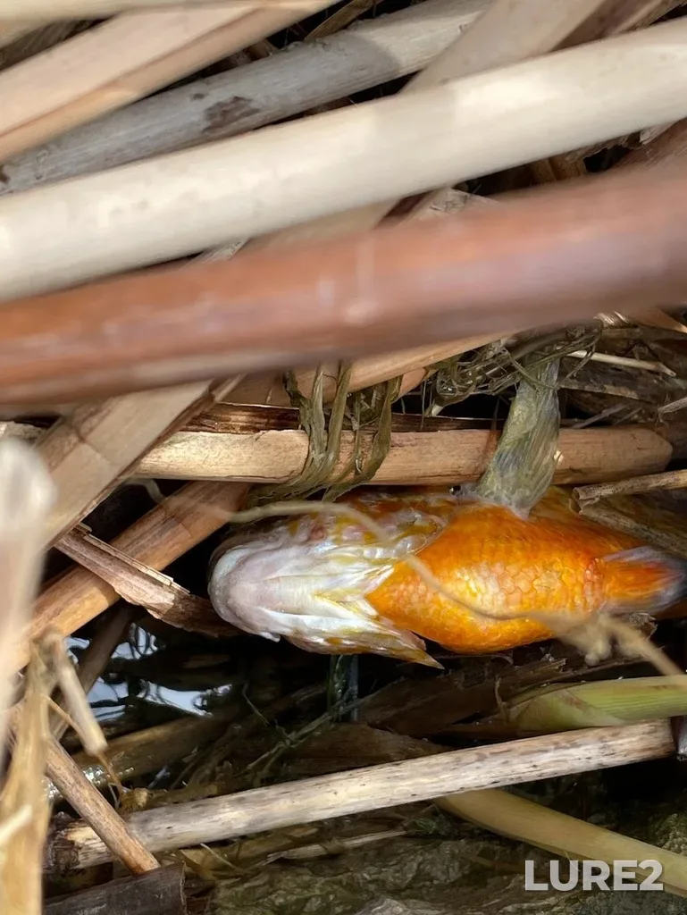 Bluegill — Reesor Pond, May 05, 2022, 9:54 PM