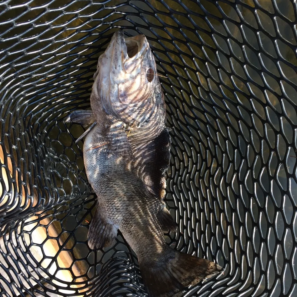 Smallmouth bass — South Lake, Jul 26, 2015