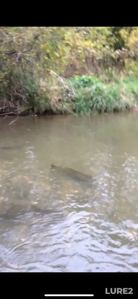 Chinook salmon — Rouge River, Oct 06, 2015, 4:06 PM