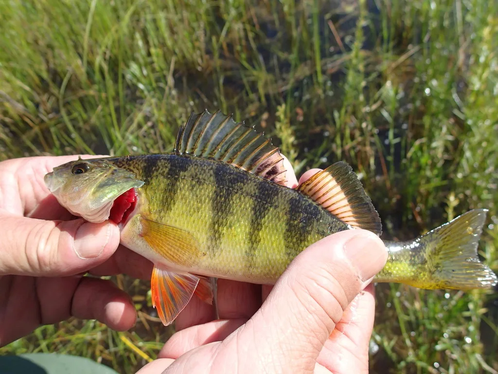 Yellow perch — White Lake, Aug 18, 2016