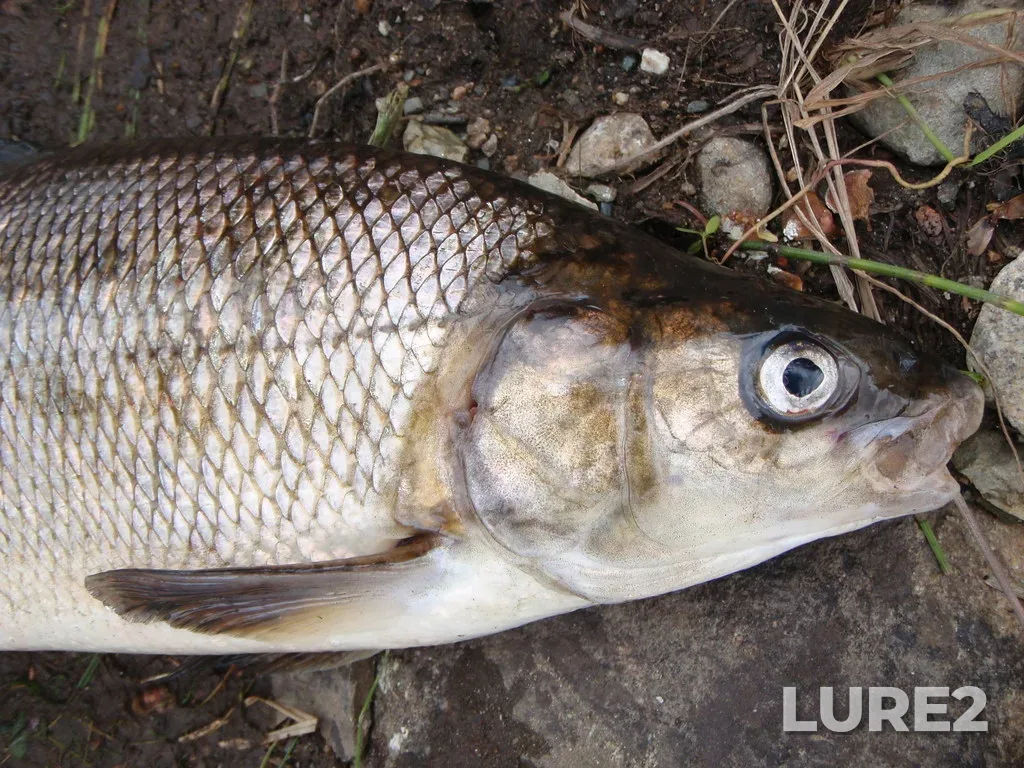 Whitefish — Shebandowan River, Sep 21, 2010