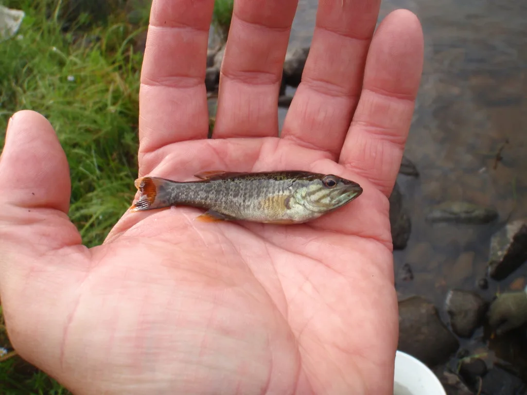 Smallmouth bass — Lower Shebandowan Lake, Sep 7, 2012