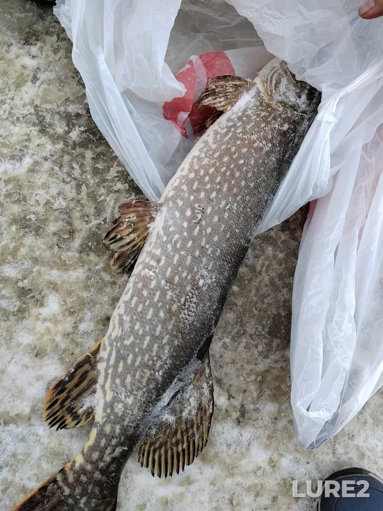 Pike — protoka Staryy Irtysh, Feb 26, 2024, 1:43 PM