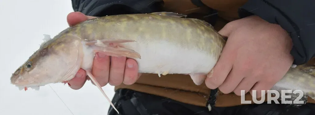 Burbot — Lac Rémigny, Feb 25, 2024, 3:53 PM