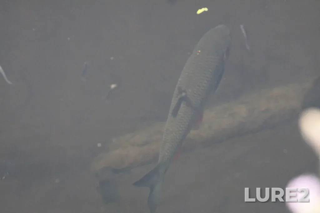Chub — Ay, Aug 13, 2020, 3:33 PM