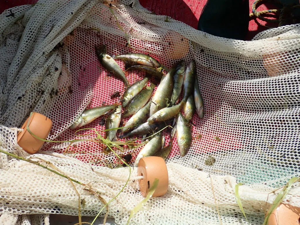 Yellow perch — Namewaminikan River, Aug 21, 2018