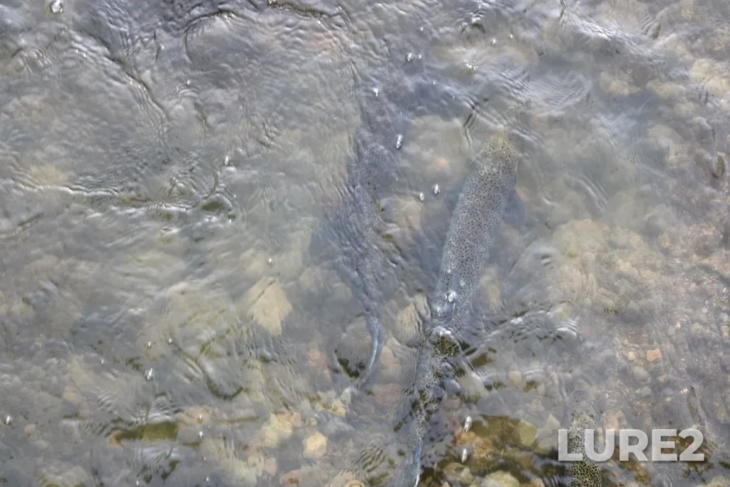 Rainbow trout — Rouge River, Mar 08, 2024, 5:00 PM