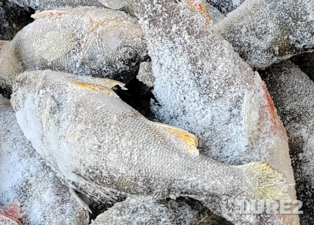 Perch — protoka Staryy Irtysh, Mar 05, 2024, 10:25 AM