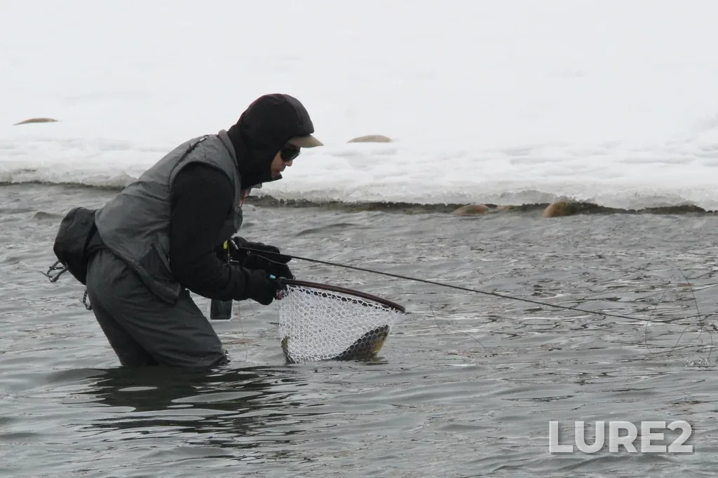 Brown trout — Bow River, Mar 09, 2024, 8:43 AM