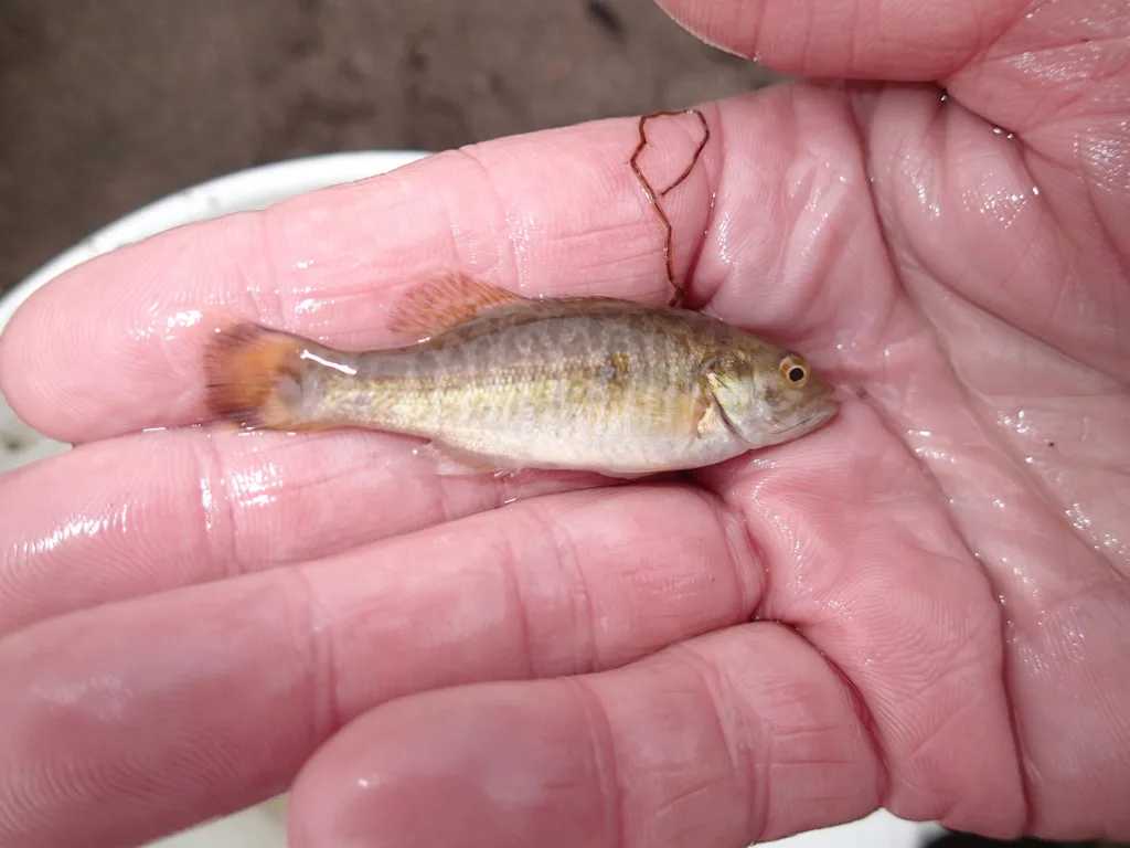 Smallmouth bass — Black Sturgeon River, Aug 24, 2015
