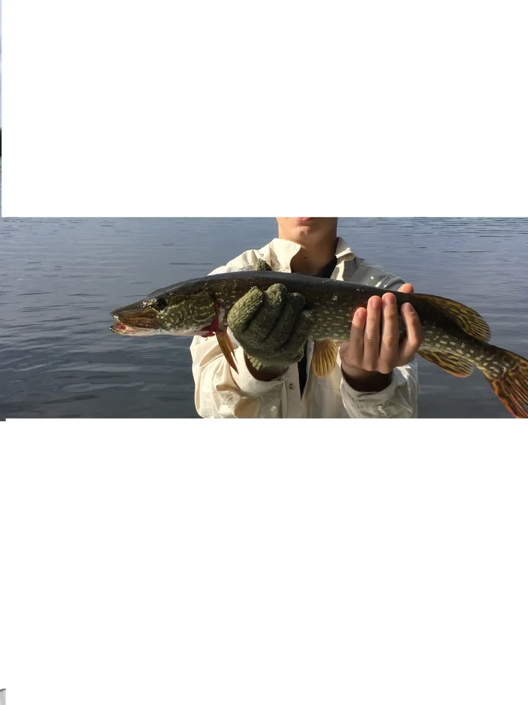 Pike — Cloud Lake, Jun 26, 2018