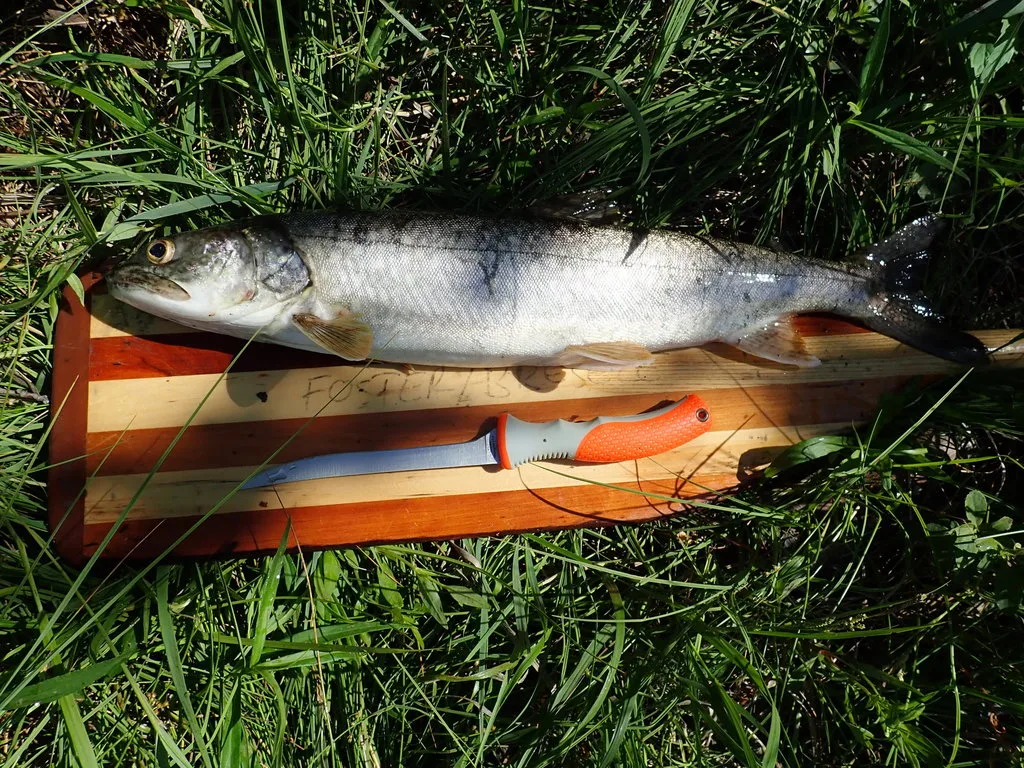 Lake trout — Pickerel Lake, Jul 7, 2018