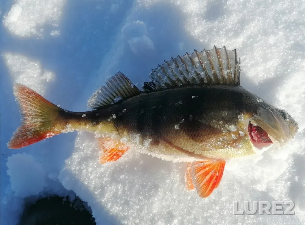 Perch — Serebry, Mar 17, 2024, 9:16 AM