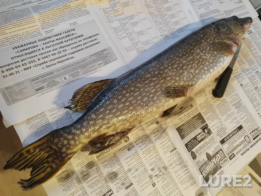 Pike — protoka Staryy Irtysh, Mar 16, 2024, 5:43 PM